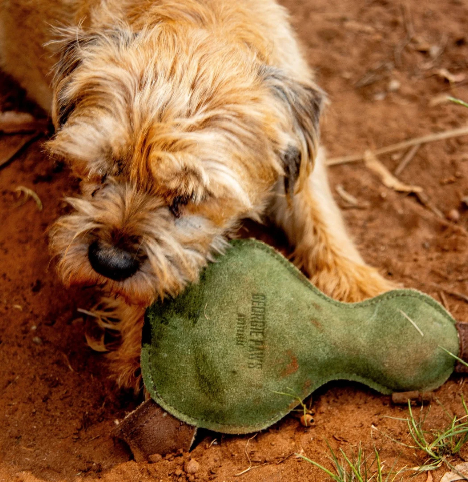 A small tan oodle dog outdoors on reddish-brown dirt, chewing on an olive green platypus shaped leather dog toy.