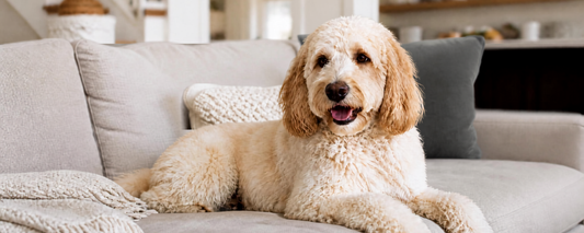 Why You Should Brush and Comb Your Dog Before Bath Time (Especially Oodles)
