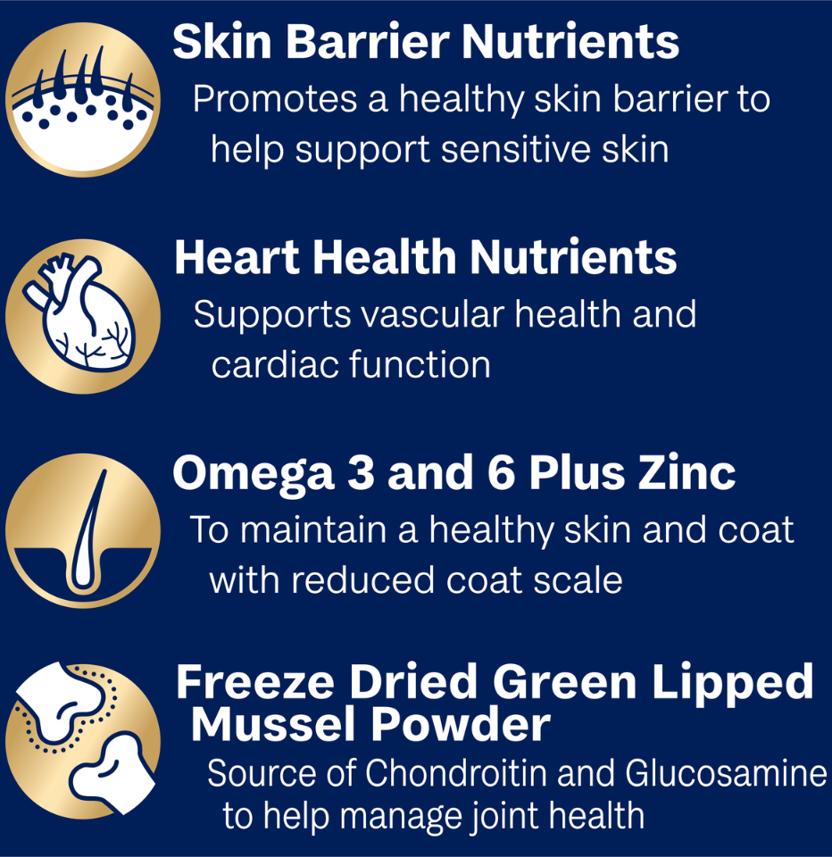 A dark blue informational graphic about Advance oodle dog food with four illustrated icons and text callouts: skin barrier nutrients, heart health nutrients, omega 3 and 6 plus zinc, and freeze dried green lipped mussel powder for joint health.