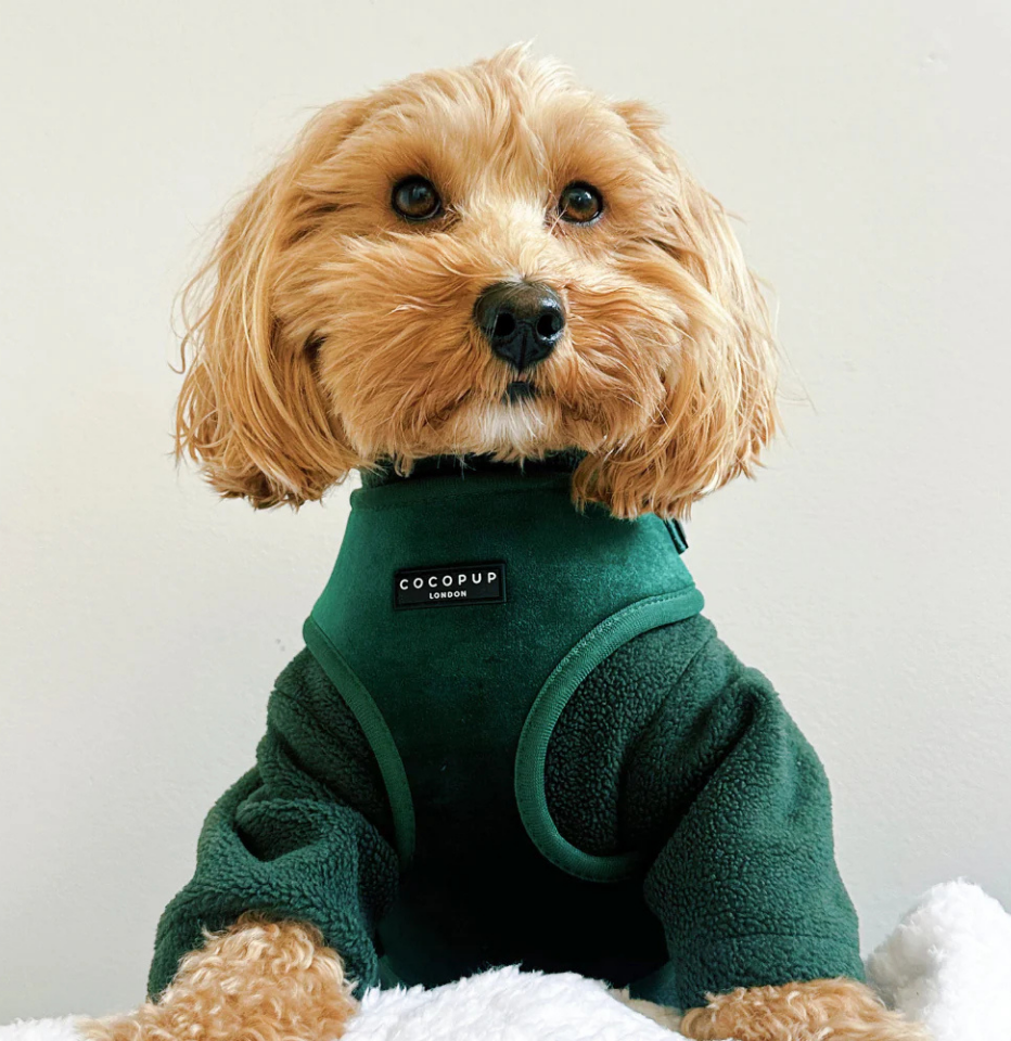 Small light brown cavoodle wearing Cocopup London Forest Green Velvet harness and a dark green jumper