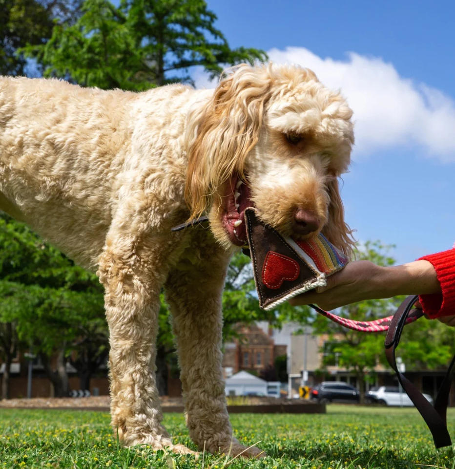 Light cream oodle standing on grass holding Georgie Paws Rainbow Cake suede dog toy, person in red sweater holding leash