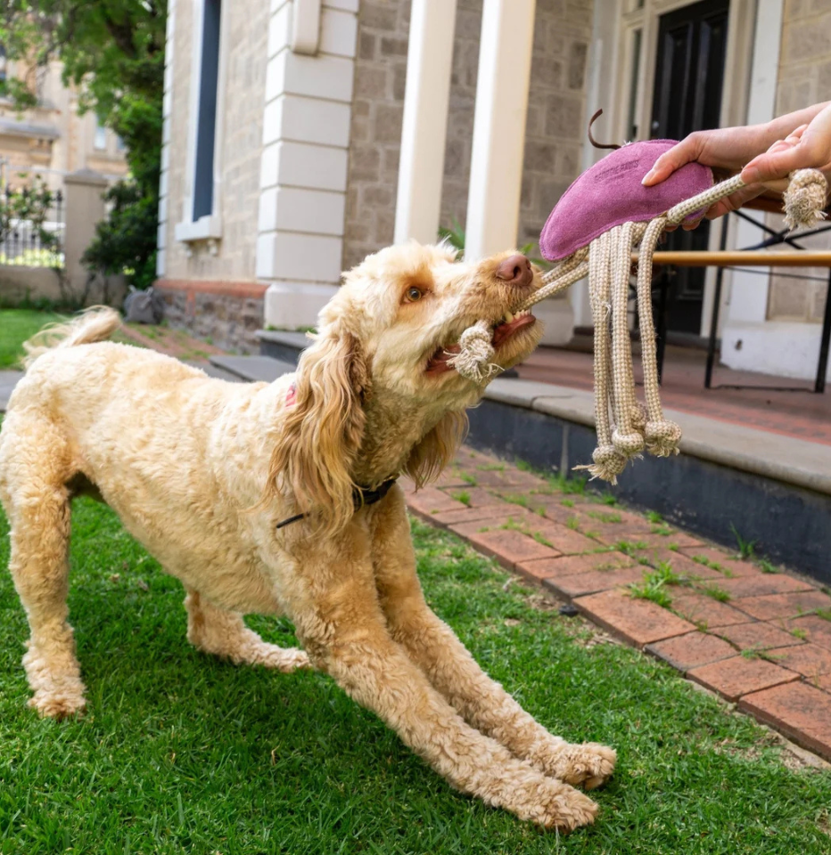 A light cream-colored oodle dog standing on a green lawn, playing and pulling a purple jellyfish-shaped leather toy with its mouth.