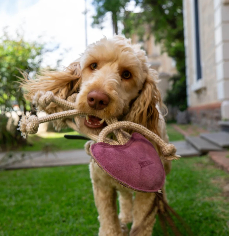 A light cream-colored oodle dog standing on a green lawn, holding a purple jellyfish-shaped leather toy in its mouth.